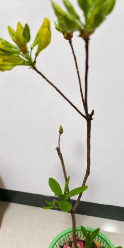 小众送妈妈的花有哪些花