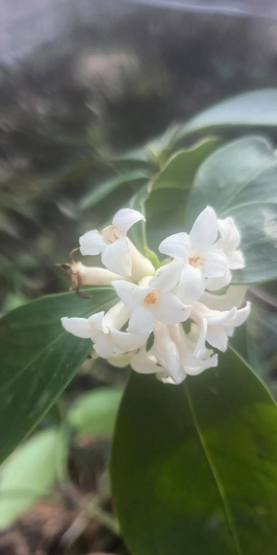 小众送妈妈的花有哪些花