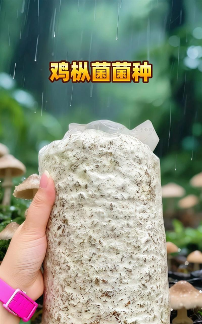 菌菇包买回来怎么种植