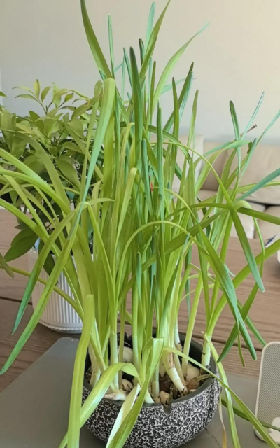 小众送妈妈的花有哪些花