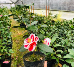 小众送妈妈的花有哪些花