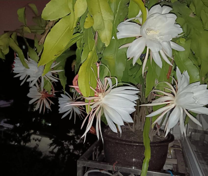 小众送妈妈的花有哪些花