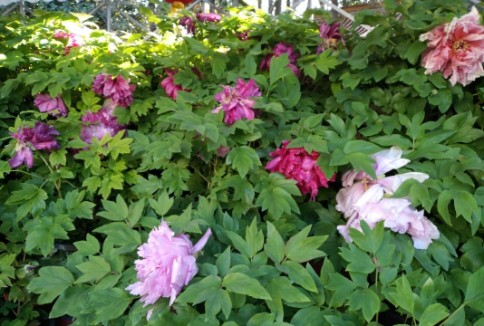 小众送妈妈的花有哪些花