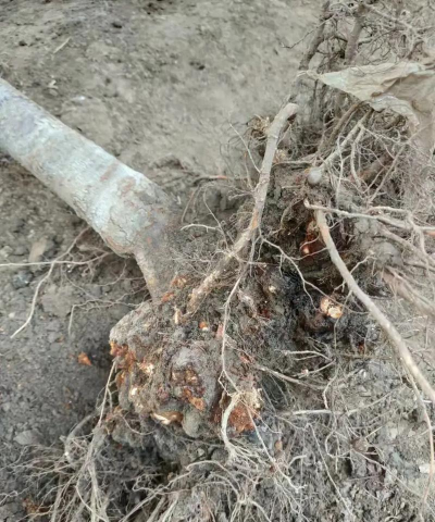 樱桃树根瘤怎么种植的