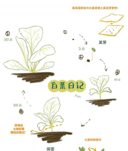 小众送妈妈的花有哪些花