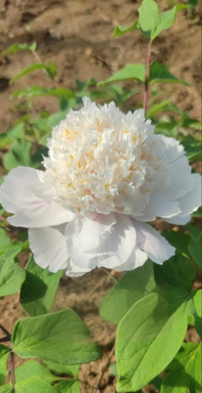 白色牡丹花的品种