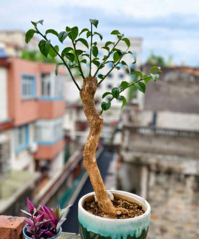 小众送妈妈的花有哪些花