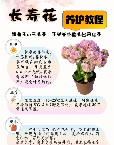 小众送妈妈的花有哪些花