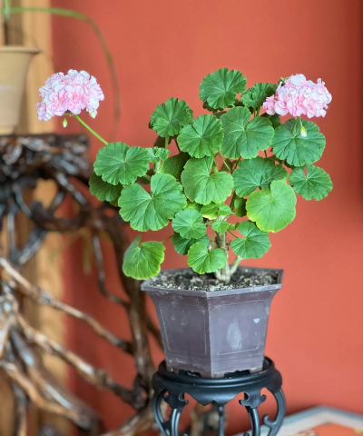 小众送妈妈的花有哪些花