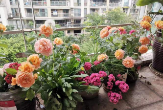 小众送妈妈的花有哪些花