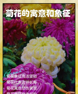 长丝菊给人什么寓意