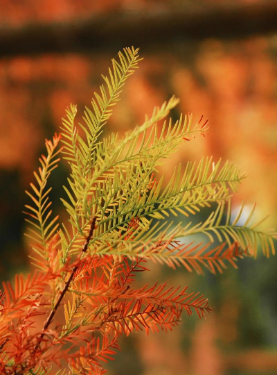 小众送妈妈的花有哪些花