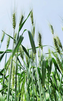 小众送妈妈的花有哪些花