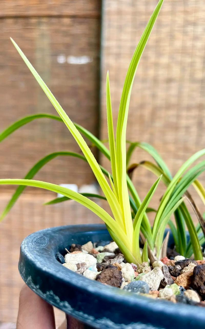 黄心是什么植物