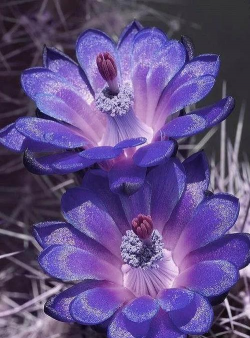 小众送妈妈的花有哪些花