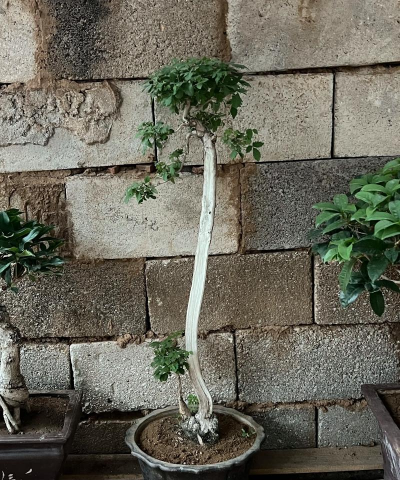 小众送妈妈的花有哪些花