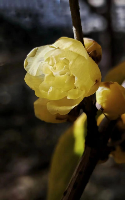 小众送妈妈的花有哪些花