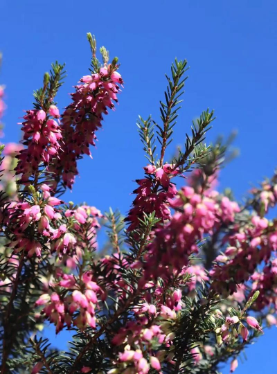 小众送妈妈的花有哪些花