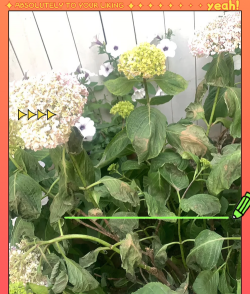 小众送妈妈的花有哪些花