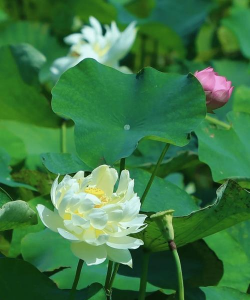 小众送妈妈的花有哪些花