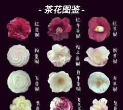 小众送妈妈的花有哪些花