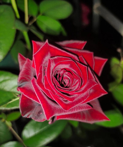 最值得种的极品月季