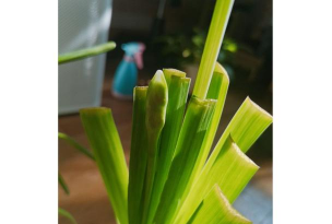 小众送妈妈的花有哪些花