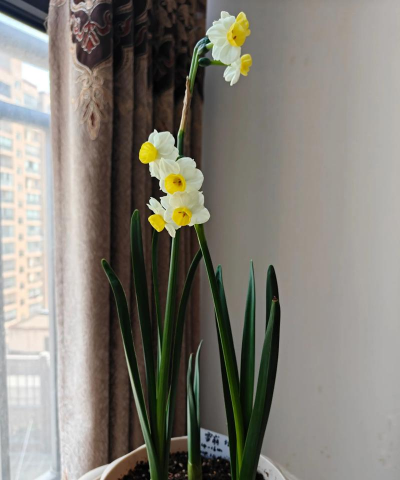 小众送妈妈的花有哪些花