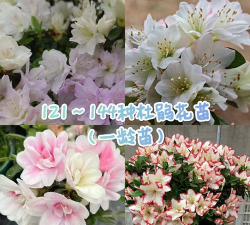 小众送妈妈的花有哪些花