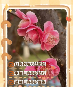 红梅花的养殖方法和注意事项