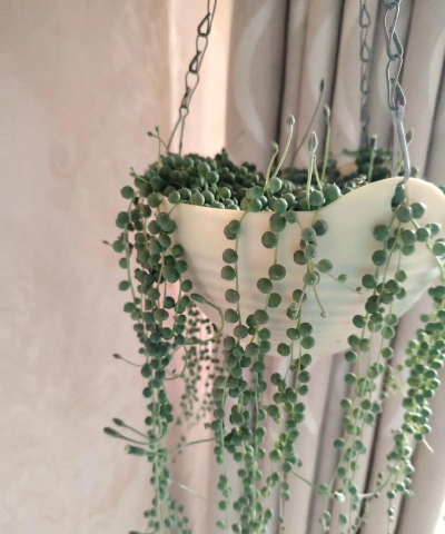 翡翠珠是什么花