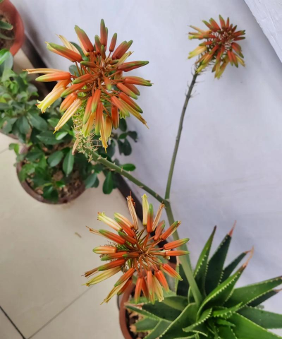 小众送妈妈的花有哪些花