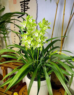 小众送妈妈的花有哪些花