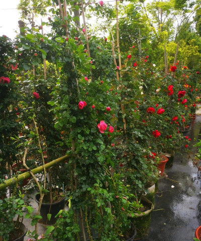 小众送妈妈的花有哪些花