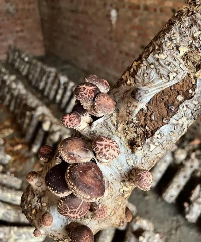 小众送妈妈的花有哪些花