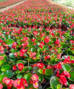 小众送妈妈的花有哪些花