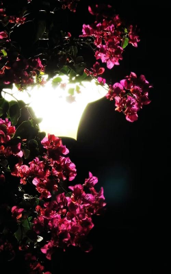 小众送妈妈的花有哪些花