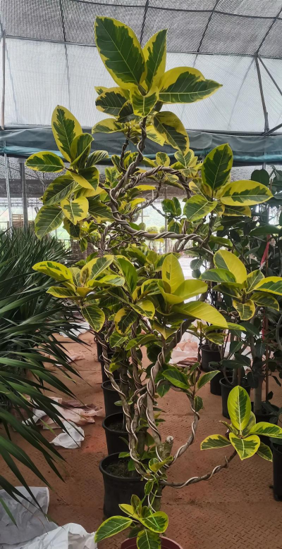 小众送妈妈的花有哪些花