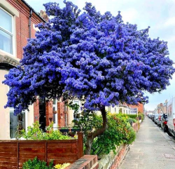 小众送妈妈的花有哪些花