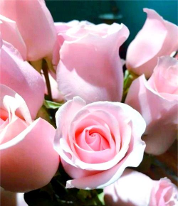 小众送妈妈的花有哪些花