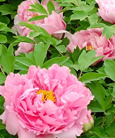 小众送妈妈的花有哪些花