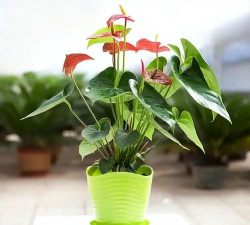 小众送妈妈的花有哪些花