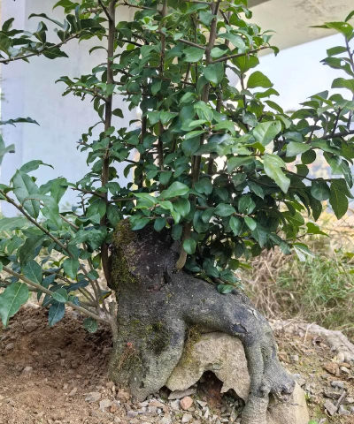 小众送妈妈的花有哪些花