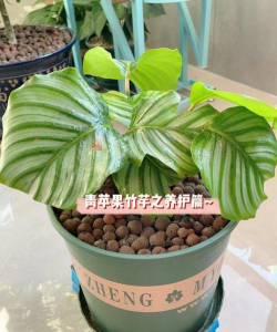 小众送妈妈的花有哪些花