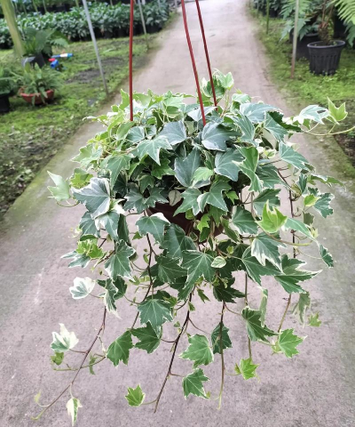 小众送妈妈的花有哪些花