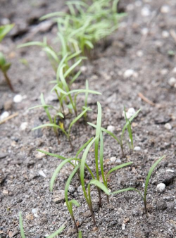 茴香种子几天发芽
