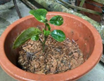 小众送妈妈的花有哪些花