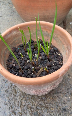 风雨兰种球多久发芽