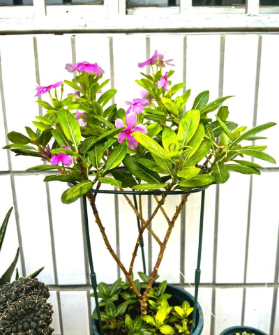 小众送妈妈的花有哪些花