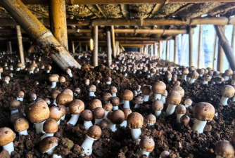 小众送妈妈的花有哪些花